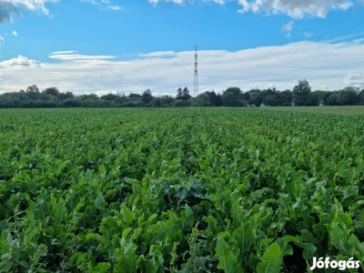 Debrecen Almáskert utcán 11000m2-es terület eladó!