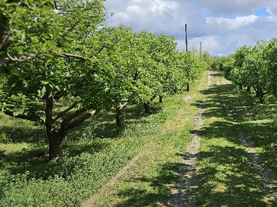 Győrszentiván, Győr, ingatlan, mezőgazd. ingatlan, 6652 m2, 34.900.000 Ft