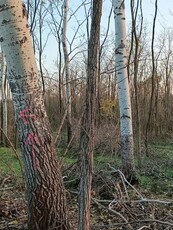 Eladó mezogazdasagi ingatlan Kerekegyháza