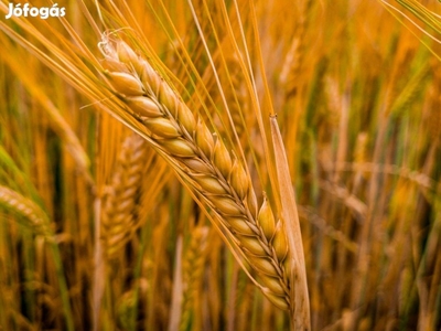 11 ha termőföld eladó Miske és Hajós között