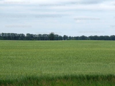 Eladó termőföld, szántó - Felsőpakony, Pest megye