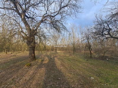 Lajosmizse, ingatlan, mezőgazd. ingatlan, 50 m2, 3.900.000 Ft