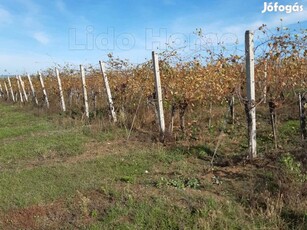 Balatoni panorámás szőlő