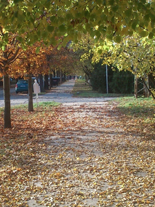 Martfű, Gesztenye sor