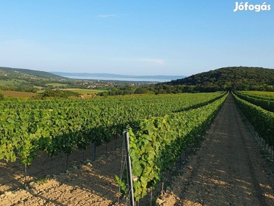 Balatoni panorámás szőlőterület