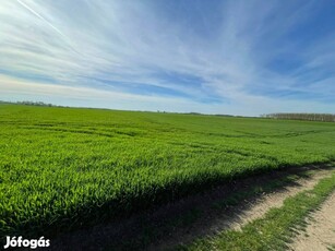 138 AK termőföld Esztáron eladó