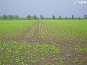 Szántóföld, szántó, termőföld veszek bérelek