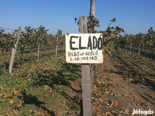 Szőlő művelésű terület sürgősen eladó a 44es főút mellett Lakiteleknél