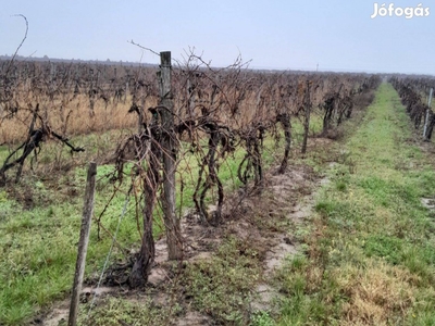 Chardonnay szőlőültetvény eladó