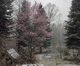 Eladó átlagos állapotú nyaraló - Sopron