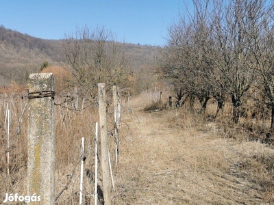 Kazincbarcikán az Ízbonyó dűlőben eladó 4800nm szőlő gyümölcsös