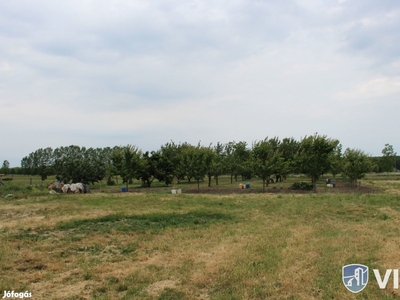 Gyümölcsös Szentesen - Szentes, Csongrád-Csanád - Telek, föld