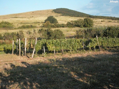 Tokaj hegyalján szőlő ültetvény eladó - Legyesbénye, Borsod-Abaúj-Zemplén - Telek, föld