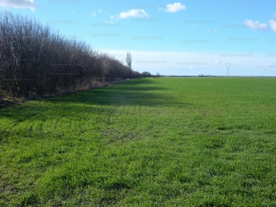 Eladó termőföld, szántó - Hódmezővásárhely, Batida