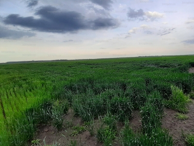 Eladó termőföld, szántó - Tiszasziget, Külterület