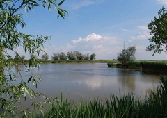 Cegléd, ingatlan, mezőgazd. ingatlan, 180.000.000 Ft