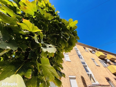 Minden egyben! - Győri eladó tégla társasházi lakás