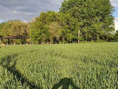 Rákóczi telep, Algyő, ingatlan, mezőgazd. ingatlan, 100 m2, 25.000.000 Ft