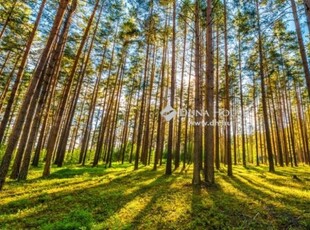 Eladó mezogazdasagi ingatlan Gyömrő