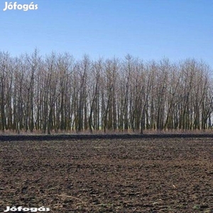 4, 25 hektáros földterület részben erdősítve eladó - Rábapatona, Győr-Moson-Sopron - Termőföld