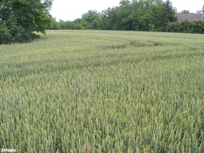 Föld, szántó föld eladó - Békéscsaba, Békés - Telek, föld