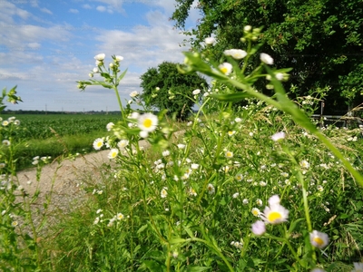 Eladó termőföld, szántó - Kaposvár, Kisgát