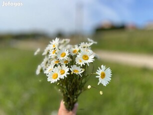 Hévíz közelében lévő panorámás telket ajánlok figyelmébe!