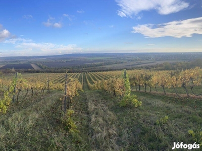 Eladó Chardonnay szőlő ültetvény