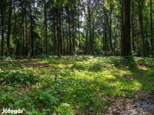 Balatonakarattya és Csajág között levő erdőrész