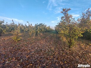 Eladó Csongrád Kisrét 9.916 m2 Birs Almás kert !