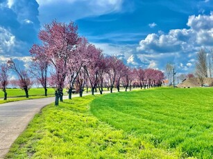 Eladó mezogazdasagi ingatlan Elek