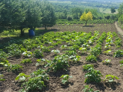 Eladó általános mezőgazdasági ingatlan - Szentendre, Lászlótelep