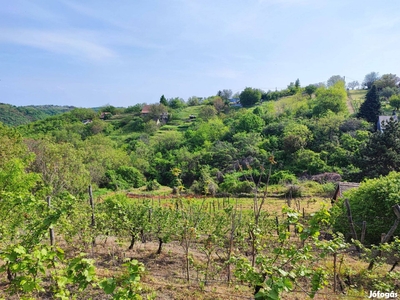 Tanya és szőlőterület Szekszárdon - Szekszárd, Tolna - Szőlőskert-pince