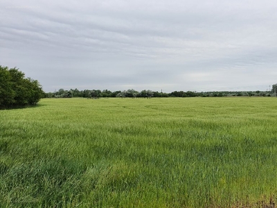 Felsővárosi feketeföldek, Szeged, ingatlan, mezőgazd. ingatlan, 47869 m2, 16.800.000 Ft