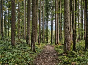 Eladó mezogazdasagi ingatlanNemessándorháza