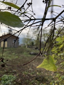 Eladó telek Kisoroszi