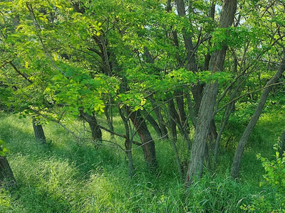 Eladó erdő - Isaszeg, Külterület