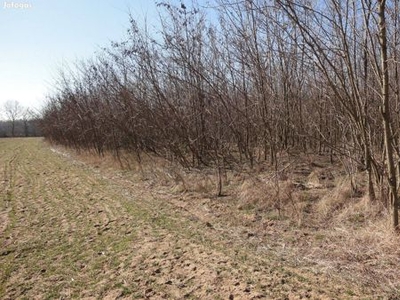 Hajdúsámson htárában 18000 m2 akácerdő villany bekötési lehetőséggel !