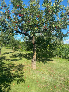 Eladó pince, présház - Balatonlelle, Kishegy