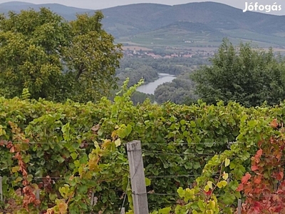 Tokaji borvidéken a Szentkereszt dűlőben szőlő eladó