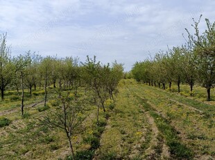 Jánoshalma külterületén 12.294 m2 termő gyümölcsös