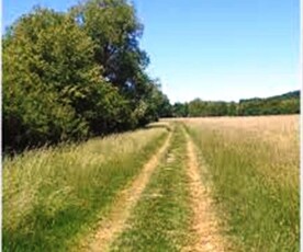 Eladó erdő - Balatonszőlős