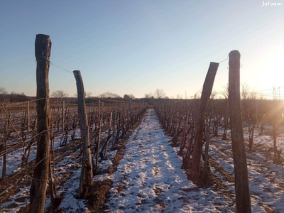 Eladó furmint szőlő terület - Olaszliszka, Borsod-Abaúj-Zemplén - Szőlőskert-pince