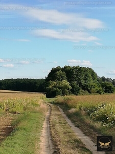 Eladó erdő - Hetes, Somogy megye