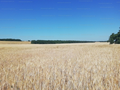 Eladó termőföld, szántó - Sülysáp, Tápiósüly