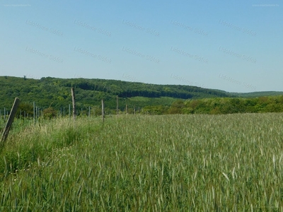 Balatonendréd, ingatlan, mezőgazd. ingatlan, 4667 m2, 2.300.000 Ft