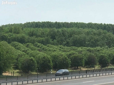 Kizárólag nálunk! Paposon beállt gyümölcsös sürgősen eladó!