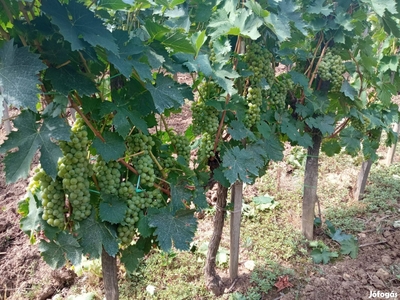 Tokaj-Hegyalján, Mádon szőlőterület eladó az Úrágya dűlőben - Mád, Borsod-Abaúj-Zemplén - Szőlőskert-pince