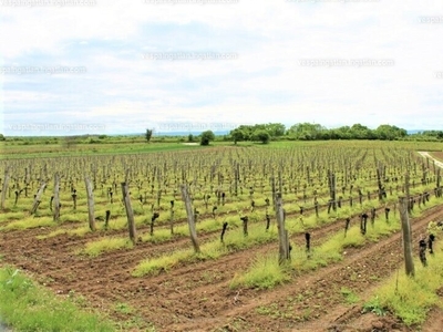 Eladó általános mezőgazdasági ingatlan - Tagyon, Veszprém megye