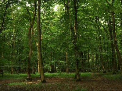 Eladó erdő - Egyházaskozár, Baranya megye